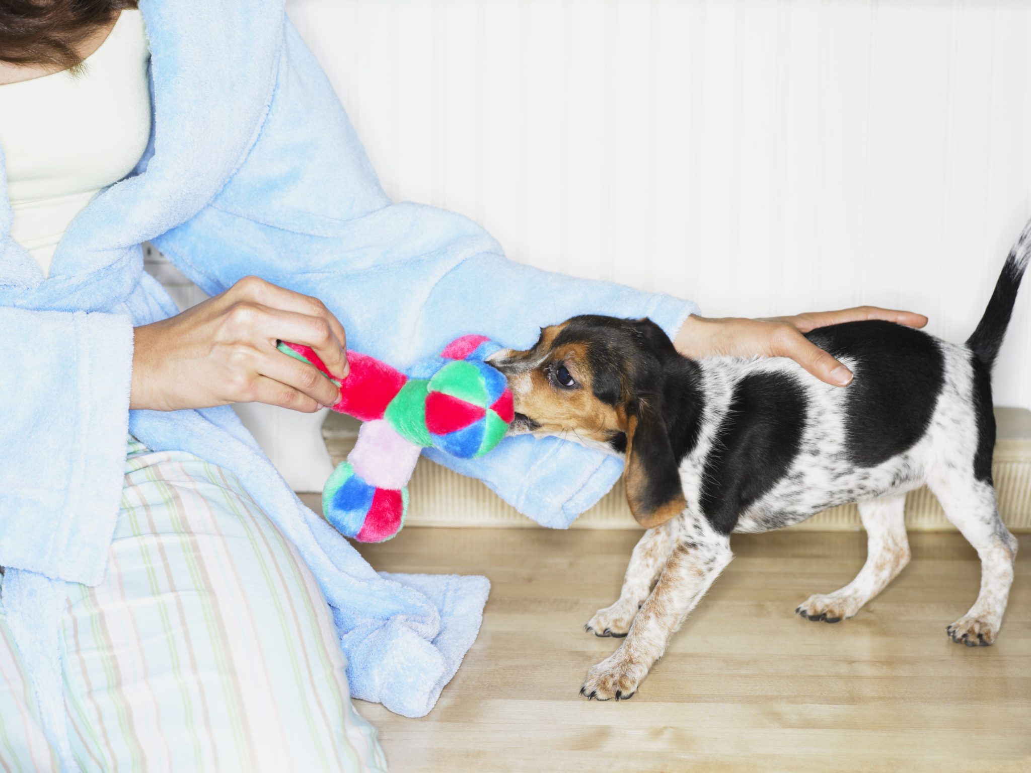 This Dog Breed Quiz Will Ask You To Answer Personality Questions MQ