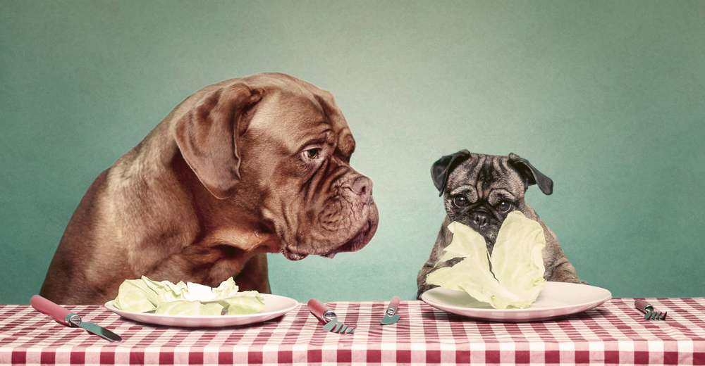 Pick Breakfast, Lunch, and Dinner and We'll Tell You What Kind of Dog