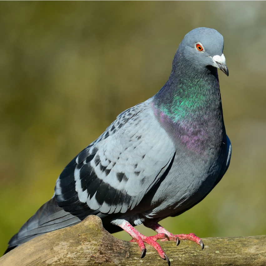 50% of People Have NO Idea Which Animal Group is Called By Which Name | MagiQuiz 50% of People Have NO Idea Which Animal Group is Called By Which Name | MagiQuiz