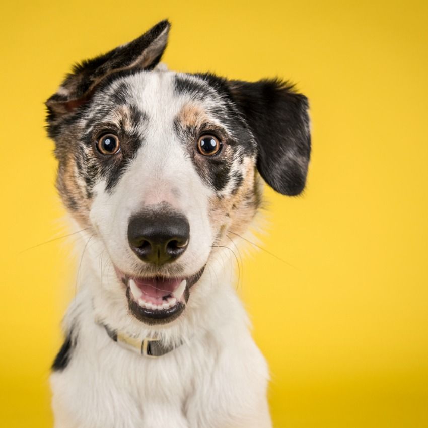 50% of People Have NO Idea Which Animal Group is Called By Which Name | MagiQuiz 50% of People Have NO Idea Which Animal Group is Called By Which Name | MagiQuiz