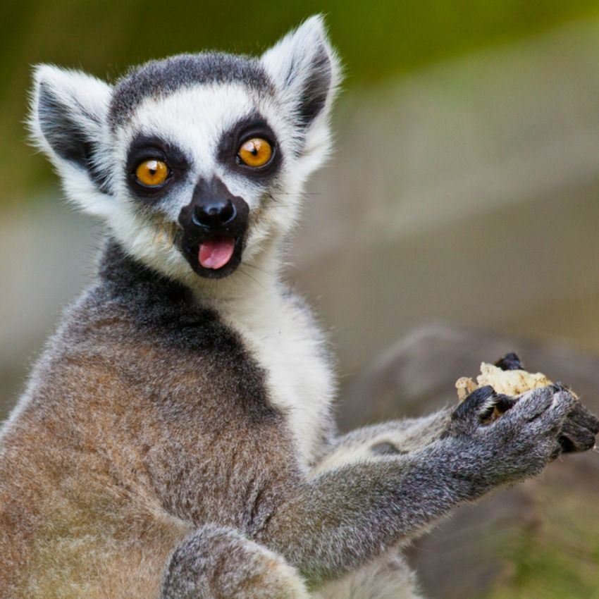50% of People Have NO Idea Which Animal Group is Called By Which Name | MagiQuiz 50% of People Have NO Idea Which Animal Group is Called By Which Name | MagiQuiz