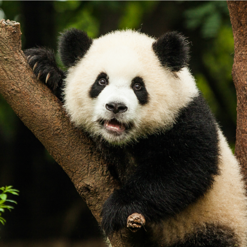 50% of People Have NO Idea Which Animal Group is Called By Which Name | MagiQuiz 50% of People Have NO Idea Which Animal Group is Called By Which Name | MagiQuiz