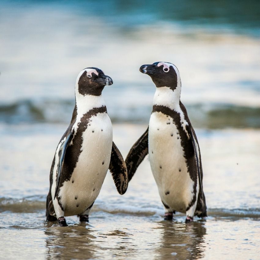 50% of People Have NO Idea Which Animal Group is Called By Which Name | MagiQuiz 50% of People Have NO Idea Which Animal Group is Called By Which Name | MagiQuiz