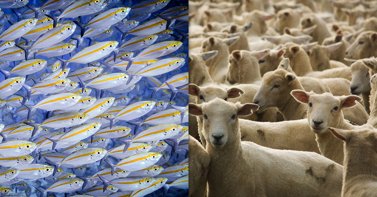 50% of People Have NO Idea Which Animal Group is Called By Which Name | MagiQuiz 50% of People Have NO Idea Which Animal Group is Called By Which Name | MagiQuiz