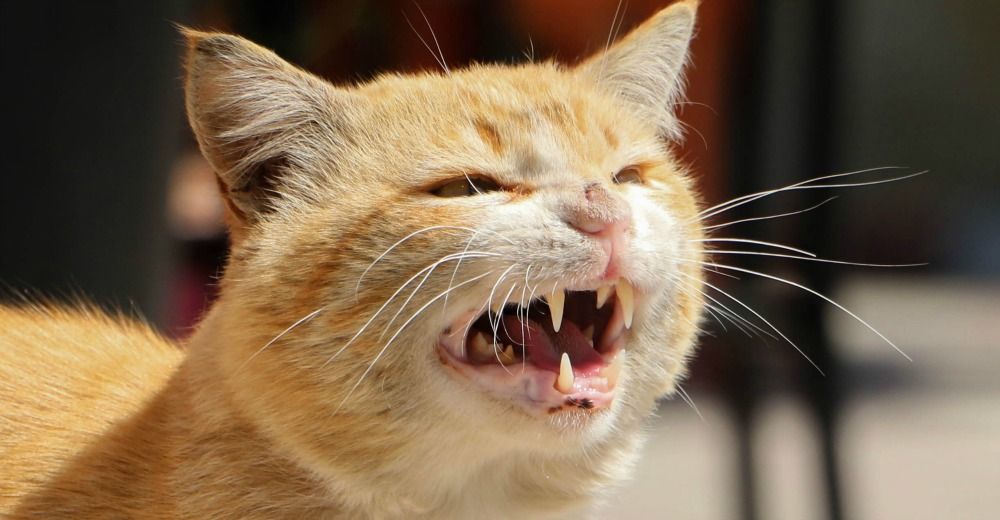 Агрессивные звуки котов. Агрессивный кот. Агрессивные рыжие. Агрессивные коты saneking. Мемный рыжий кот агрессивный.