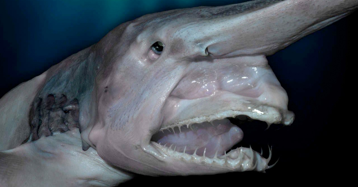 cool deep sea creatures cool deep sea creatures